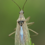 Vikrioji skerdblakė - Nabis pseudoferus | Fotografas Gintautas Steiblys