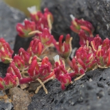 Siauralapė pluoštagėlė - Mesembryanthemum nodiflorum | Fotografas Gintautas Steiblys