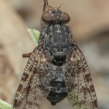 Platystoma euphorbiinum | Fotografas Gintautas Steiblys