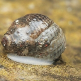 Tectarius striatus | Fotografas Gintautas Steiblys