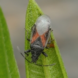 Dirvablakė - Oxycarenus lavaterae | Fotografas Gintautas Steiblys