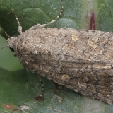 Stepinis dykrinukas - Spodoptera exigua | Fotografas Gintautas Steiblys