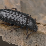 Juodvabalis - Pelleas crotchi | Fotografas Gintautas Steiblys