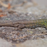 Vakarinis kanarinis driežas - Gallotia galloti ♂ | Fotografas Gintautas Steiblys