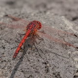 Ryškiapilvė skėtė - Crocothemis erythraea ♂ | Fotografas Gintautas Steiblys