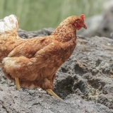 Naminė višta - Gallus gallus var. domesticus ♀ | Fotografas Gintautas Steiblys