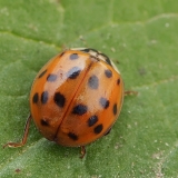 Azijinė boružė - Harmonia axyridis | Fotografas Gintautas Steiblys