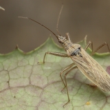 Vikrioji skerdblakė - Nabis pseudoferus ssp. ibericus | Fotografas Gintautas Steiblys