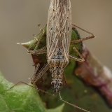 Vikrioji skerdblakė - Nabis pseudoferus ssp. ibericus | Fotografas Gintautas Steiblys