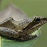 Dėmėtoji skraidvarlė - Polypedates maculatus | Fotografas Gintautas Steiblys