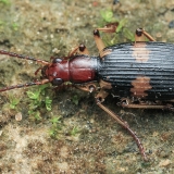 Bombožygis - Pheropsophus lissoderus | Fotografas Gintautas Steiblys