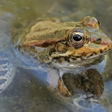 Karpato salos varlė - Pelophylax cerigensis | Fotografas Gintautas Steiblys
