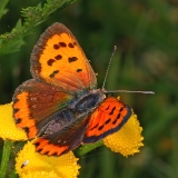 Mažasis auksinukas - Lycaena phlaeas | Fotografas Gintautas Steiblys