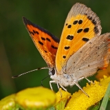 Mažasis auksinukas - Lycaena phlaeas | Fotografas Gintautas Steiblys