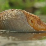 Gelsvasis šliužys - Limacus flavus | Fotografas Gintautas Steiblys