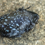Pilkrudė rutuliškoji siauraburnė - Uperodon obscurus | Fotografas Gintautas Steiblys
