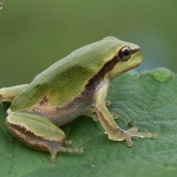 Rytinė medvarlė - Hyla orientalis | Fotografas Gintautas Steiblys