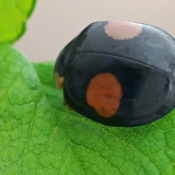 Azijinė boružė - Harmonia axyridis | Fotografas Gintautas Steiblys