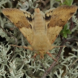 Liucerninis saulinukas - Heliothis viriplaca | Fotografas Gintautas Steiblys