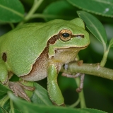 Rytinė medvarlė - Hyla orientalis | Fotografas Gintautas Steiblys