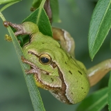 Rytinė medvarlė - Hyla orientalis | Fotografas Gintautas Steiblys