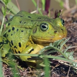 Mažoji kūdrinė varlė - Pelophylax lessonae | Fotografas Gintautas Steiblys