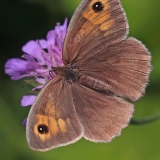 Paprastasis jautakis satyras - Maniola jurtina ♀ | Fotografas Gintautas Steiblys