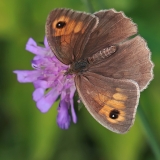 Paprastasis jautakis satyras - Maniola jurtina ♀ | Fotografas Gintautas Steiblys