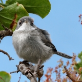 Sardininė juodagalvė devynbalsė - Curruca melanocephala ♀ | Fotografas Gintautas Steiblys