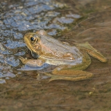 Iberinė varlė - Pelophylax perezi | Fotografas Gintautas Steiblys