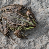 Iberinė varlė - Pelophylax perezi | Fotografas Gintautas Steiblys