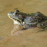 Ežerinė varlė - Pelophylax ridibundus | Fotografas Gintautas Steiblys