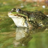 Ežerinė varlė - Pelophylax ridibundus | Fotografas Gintautas Steiblys