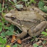 Levantinė varlė - Pelophylax bedriagae | Fotografas Gintautas Steiblys