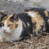 Naminė katė - Felis catus | Fotografas Gintautas Steiblys