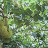 Stambusis duonmedis - Artocarpus heterophyllus | Fotografas Gintautas Steiblys