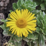 Kanarinė žvaigždėja - Asteriscus sericeus | Fotografas Gintautas Steiblys