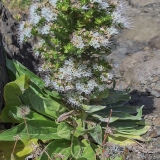 Tikrasis ežeinis - Echium simplex | Fotografas Gintautas Steiblys