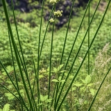 Viksvameldis - Scirpoides holoschoenus | Fotografas Gintautas Steiblys