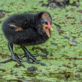 Nenrinė vištelė - Gallinula chloropus, juv. | Fotografas Gintautas Steiblys