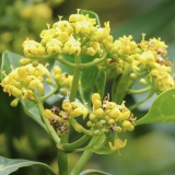 Kapinė psichotrija - Psychotria capensis | Fotografas Gintautas Steiblys
