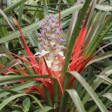 Bromelija - Bromelia antiacantha | Fotografas Gintautas Steiblys