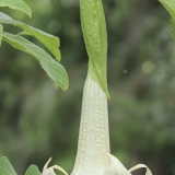 Aukštoji brugmansija - Brugmansia arborea | Fotografas Gintautas Steiblys