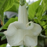 Aukštoji brugmansija - Brugmansia arborea | Fotografas Gintautas Steiblys