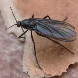 Daiginis uodelis - Sciara sp. | Fotografas Gintautas Steiblys