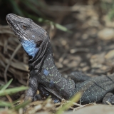Vakarinis kanarinis driežas - Gallotia galloti ♂ | Fotografas Gintautas Steiblys