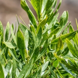 Gluosnialapis krekesas - Globularia salicina | Fotografas Gintautas Steiblys