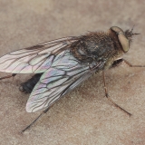 Pentinuotė - Thereva occulta ♂ | Fotografas Gintautas Steiblys