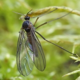 Daiginis uodelis - Sciara sp. | Fotografas Gintautas Steiblys