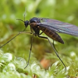 Daiginis uodelis - Sciara sp. | Fotografas Gintautas Steiblys